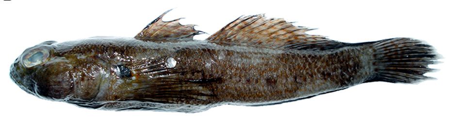 Gobius xanthocephalus_05220